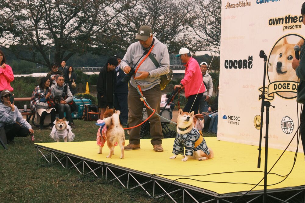 Two costumed dogs being walked across the yellow stage