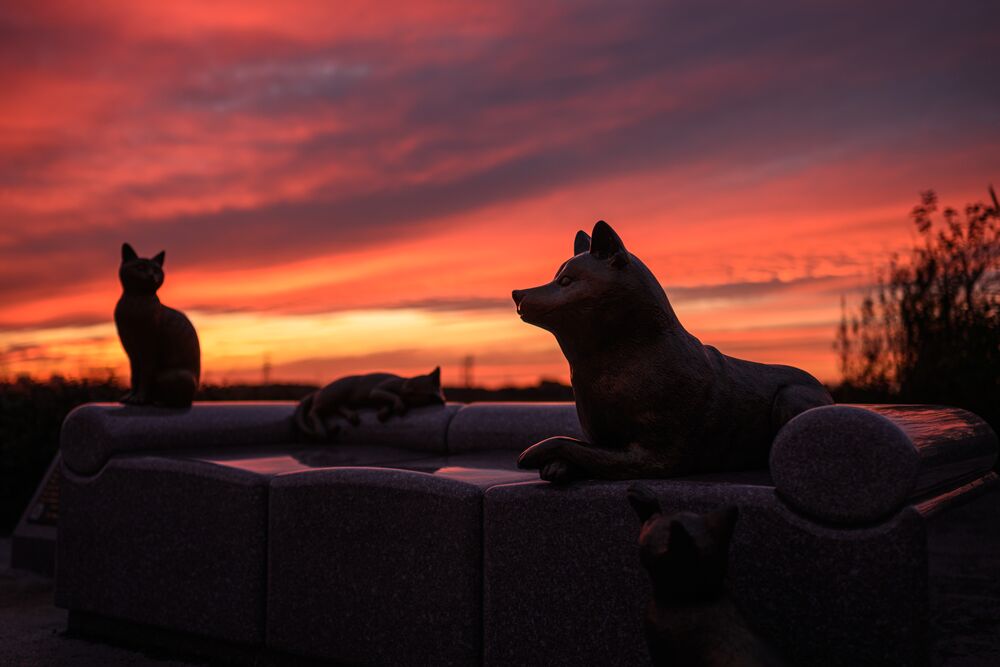 The bronze Kabosu statue and two cat statues silhouetted against a red sunset sky